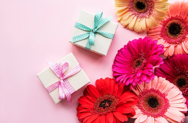 Gerbera  flowers and gift boxes on a pink