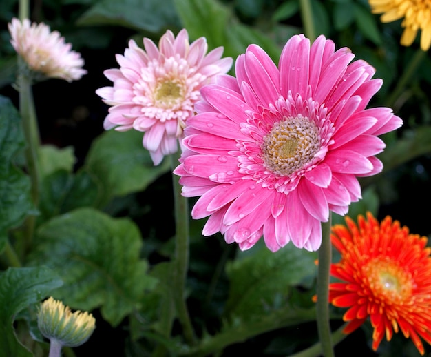 Gerbera flowers