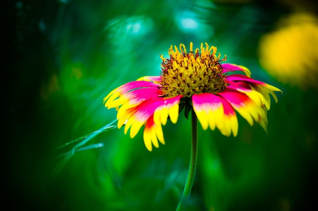 Gerbera or Gaillardia aristata or blanket flower red yellow flower in full bloom