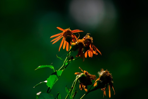 Gerbera or Gaillardia aristata or blanket flower red yellow flower in full bloom