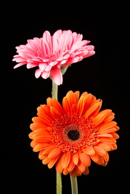 Gerbera orange and pink isolated on black background