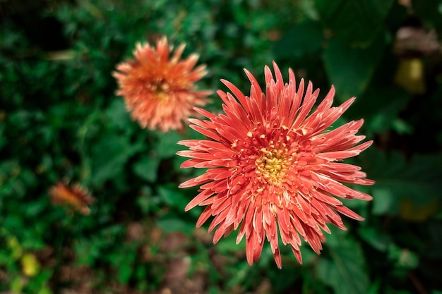 Gerbera Transvaal daisy flower blooming