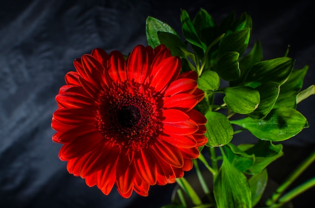 Gerberas on a black background.