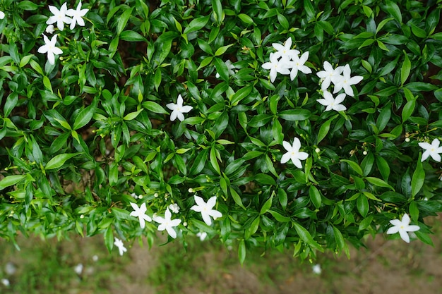 Gerdenia Crape Jasmine white flowers and star shape