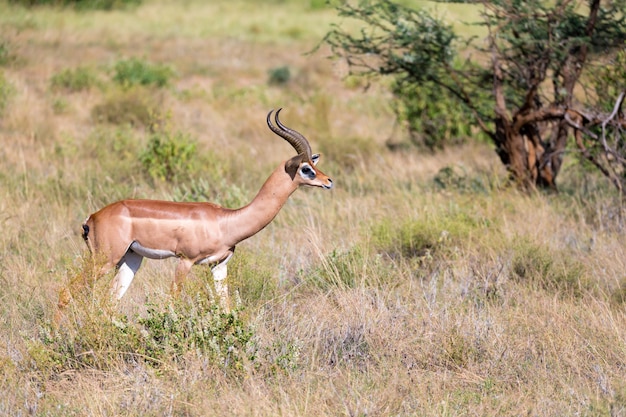 A Gerenuk walks in the grass through the savannah