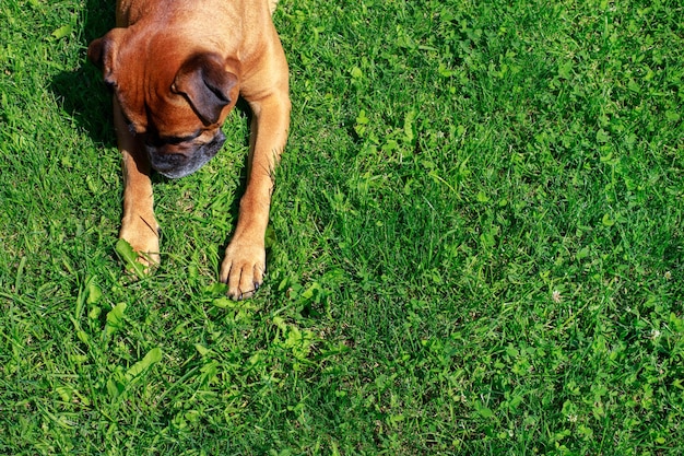 German boxer dog on green lawn top view