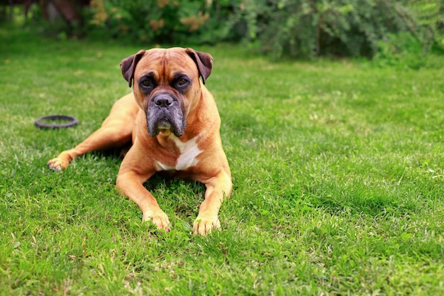 German boxer on the lawn veterinary clinic