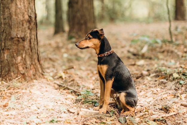 German dog jagdterrier sitting in the forest