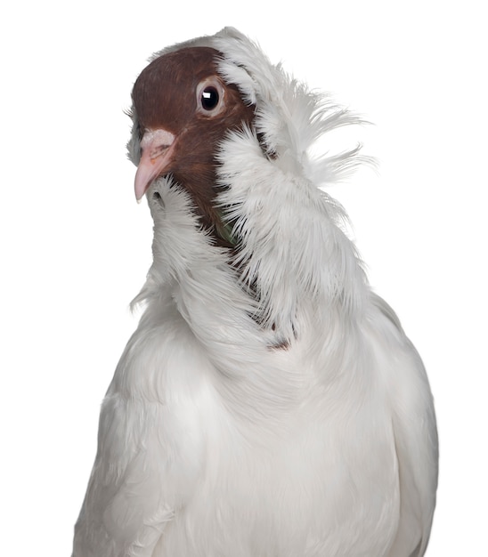 German helmet with feathered feet pigeon