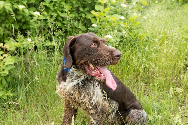 German hunting watchdog drahthaar, beautiful dog portrait in summer