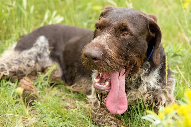 German hunting watchdog drahthaar, beautiful dog portrait in summer