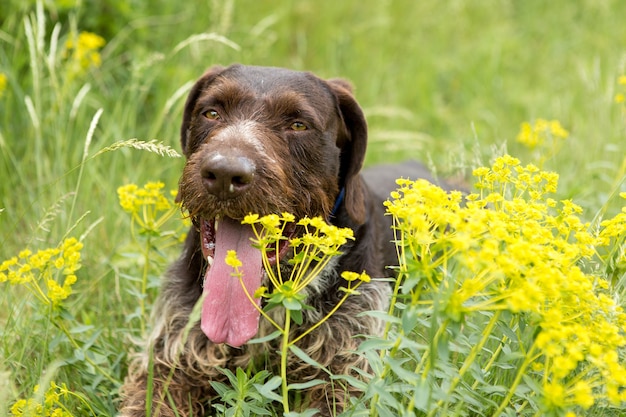 German hunting watchdog drathaar, Beautiful dog portrait on the hunt.