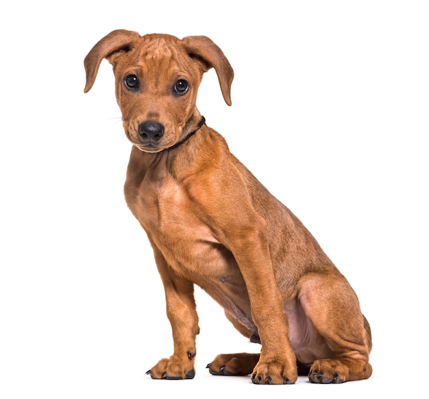 German Pinscher dog sitting, cut out