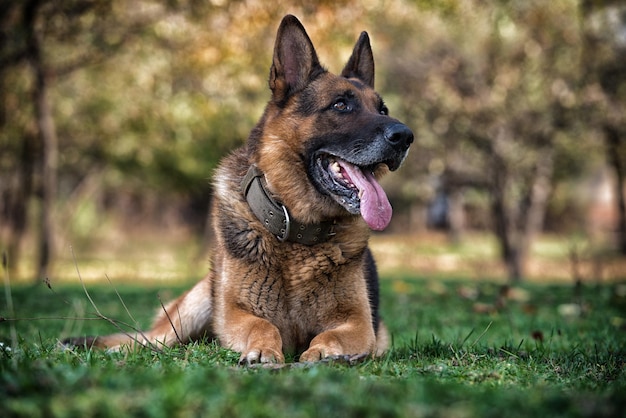 German Shephard Dog Laying