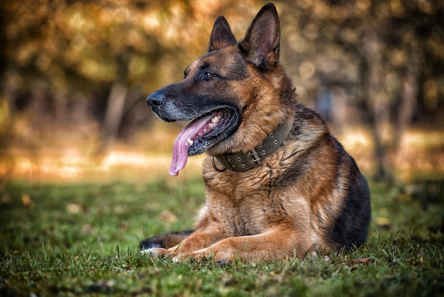 German Shepherd Alsatian Police Dog