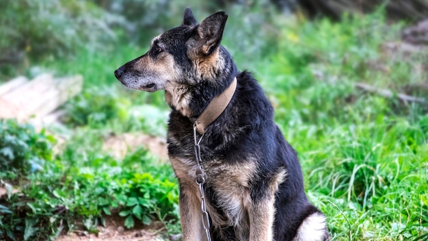 German Shepherd dog on the chain wet in the rain.