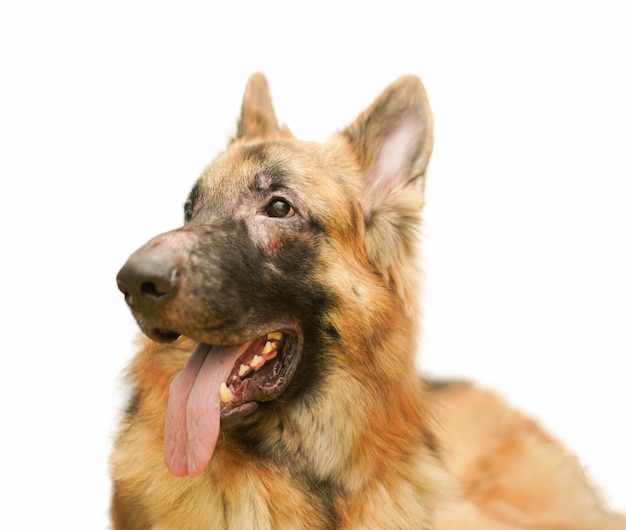 German shepherd dog face with allergic rhinitis dermatitis skin problem infection dog hair fur