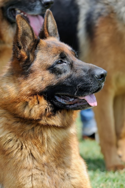 German Shepherd dog in green summer grass