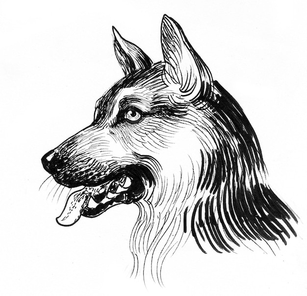 German shepherd dog head. Ink black and white drawing