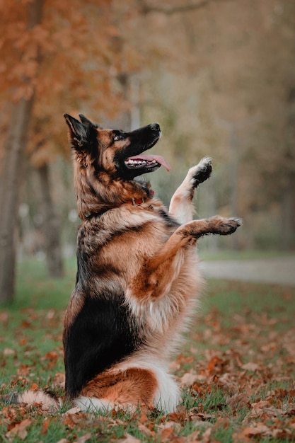 German shepherd dog jumping and catching falling autumn leaves at park