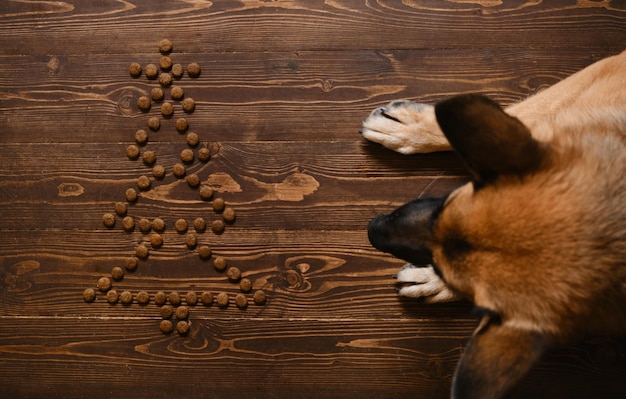 German shepherd dog lies on wooden background next to Christmas tree made of dry dog food