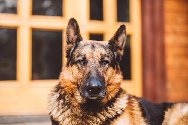 German Shepherd dog lying in front of house