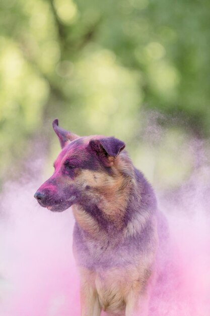 German shepherd dog playing on the beach with pink holi colors. Holi festival. Dog holi photo.