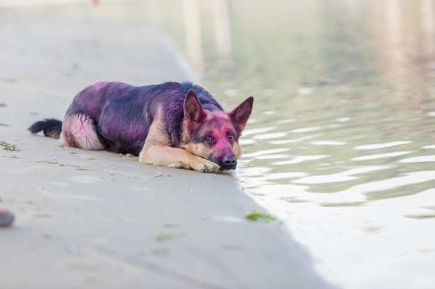 German shepherd dog playing on the beach with pink holi colors. Holi festival. Dog holi photo.