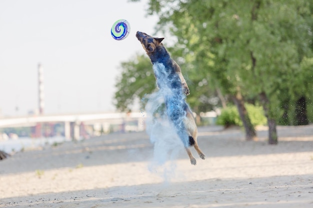 German shepherd dog playing on the beach with pink holi colors. Holi festival. Dog holi photo.