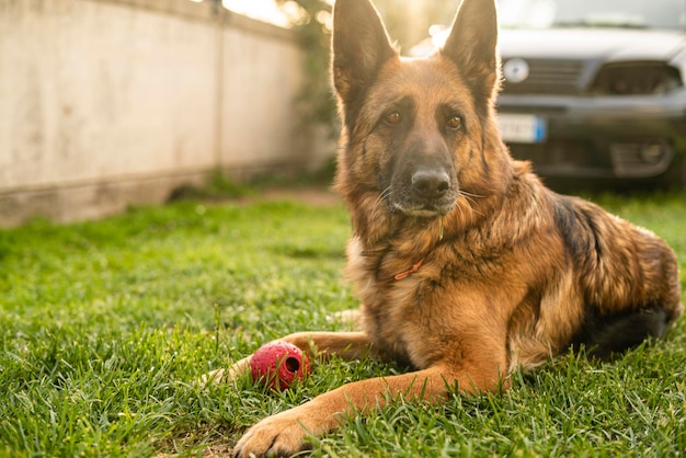 German shepherd dog portrait in the meadow