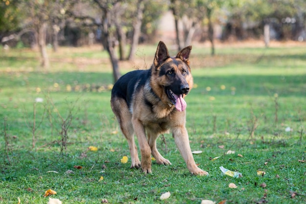 German Shepherd Dog Running