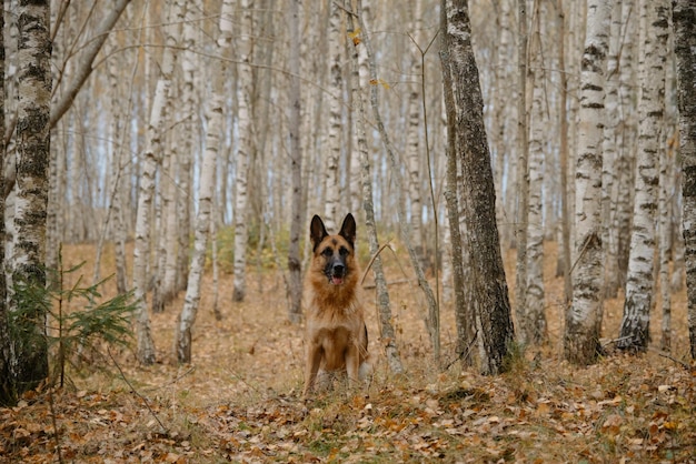 German Shepherd dog walks through fall forest among fallen yellow leaves around