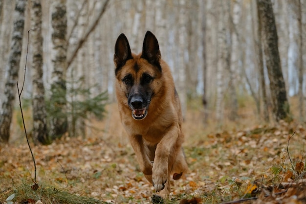 German shepherd dog walks through fall forest among fallen yellow leaves No people