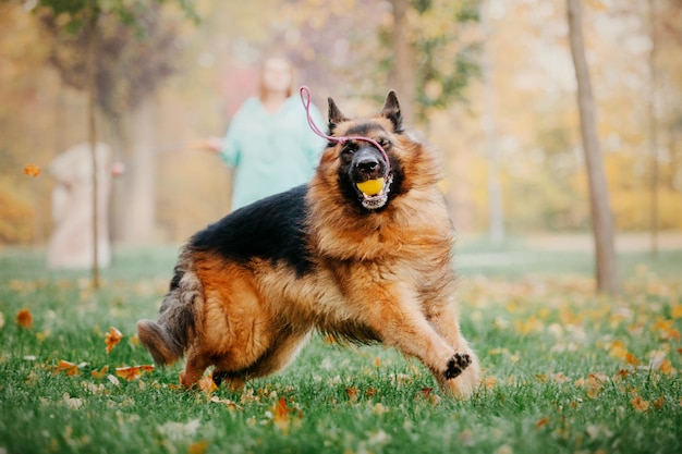 German Shepherd dog with leaves in autumn. Dog in nature. Autumn mood. Shepherd dog in falling leave