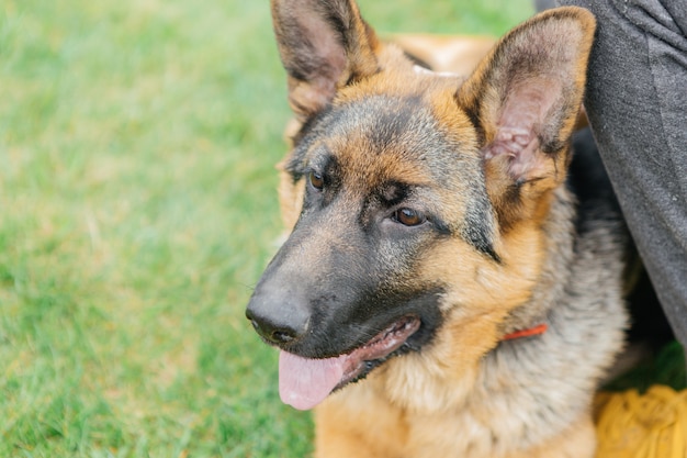 German shepherd on the grass