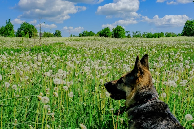 A German shepherd is lying in a field of dandelions a dog is resting in a clearing