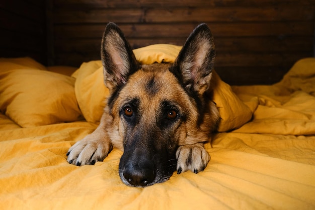 German Shepherd is lying on yellow bedding with head between front paws Dog woken up at home in morning or getting ready for bed in evening Concept animals live like humans Closeup portrait