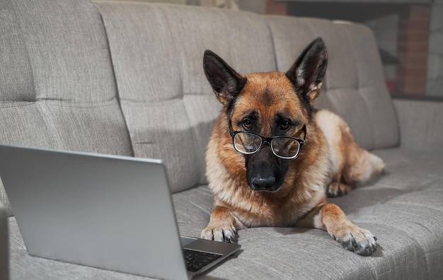 German Shepherd in large glasses with diopters lies on sofa with laptop and makes smart look