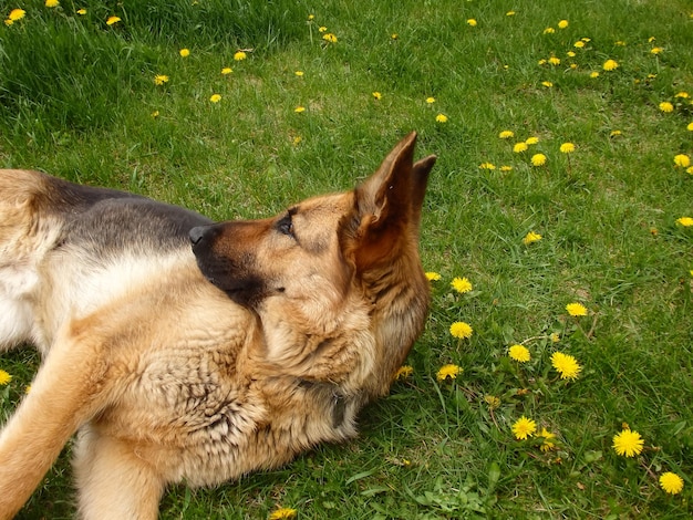 German Shepherd lies on a green lawn among blooming dandelions Pets