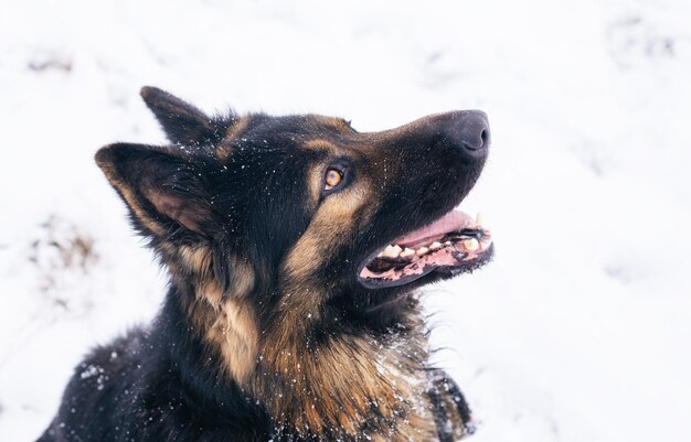 German shepherd longhaired dog posing outside. Show dog in natural park.