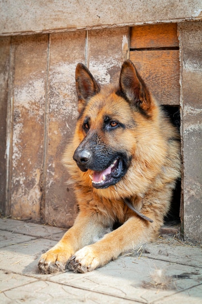 German Shepherd looks out of the booth. Close-up..