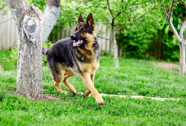 German shepherd lying on the grass in the park