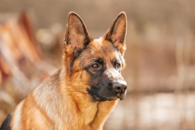 German shepherd  in the park. Portrait of a purebred dog.