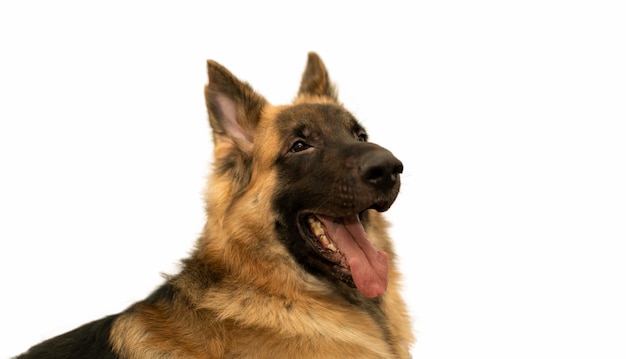 German shepherd portrait headshot indoor