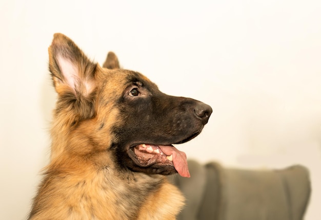 German shepherd portrait headshot indoor