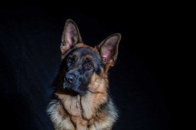 Photo german shepherd portrait