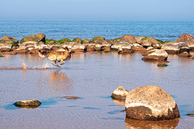 German shepherd running on the water on a rocky seashore