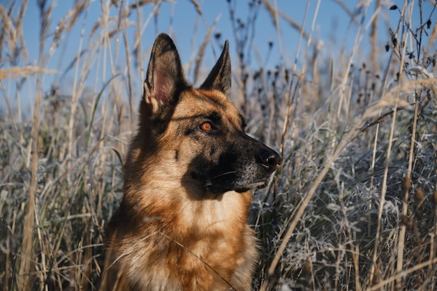 German Shepherd sits in tall grass covered with frost and basks in rays of sun Beautiful portrait