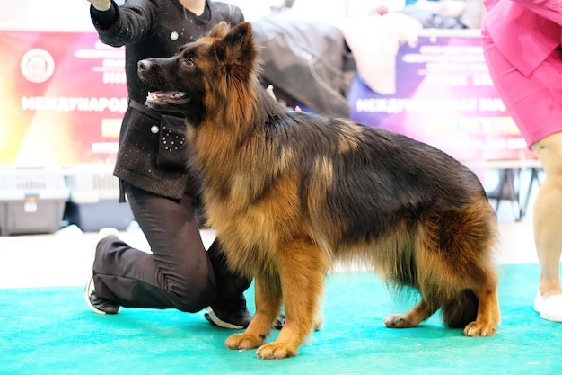 German Shepherd in a stand during a dog show