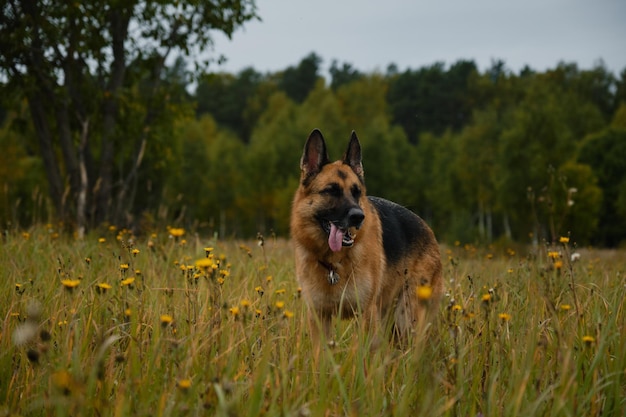 German Shepherd stands against autumn mixed golden green forest and smiles with tongue sticking out